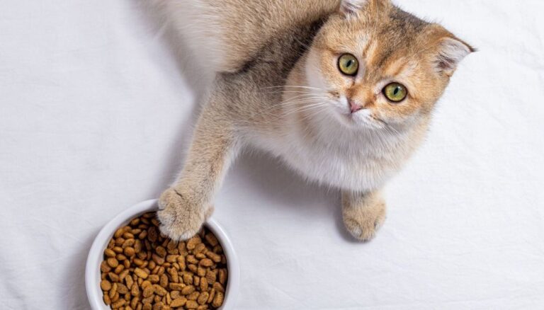 Як правильно вибрати корм для кішки: Оптимальні критерії вибору