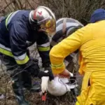 На Київщині врятували лебедя, який заплутався в очеретах