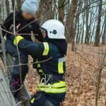 У Стебнику рятувальники допомогли дитині, яка застрягла на дереві