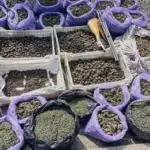 Правоохоронці ліквідували потужну наркомережу, яка діяла у 19 регіонах