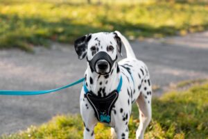 Вибір амуніції для активних собак: як забезпечити зручність і контроль