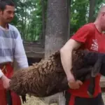 Фельдман Екопарк: І знову повторюємо гіркий досвід евакуації тварин, як 2022-го