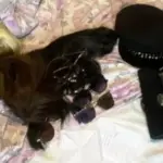 У Києві керівник філії Ощадбанку вкрав 170 тисяч доларів з рахунку клієнтки, – ЗМІ