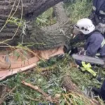 На Одещині дерево впало на намет з дітьми, загинув хлопець