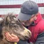На Харківщині поні осліп через вибух російського дрона