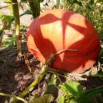 Невидимий щит для вашої шкіри та очей після 60: які овочі є щодня