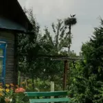 Цифровий садівник: гаджети, які зроблять вашу ділянку розумнішою