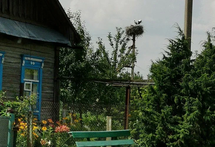 Цифровий садівник: гаджети, які зроблять вашу ділянку розумнішою