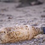 Забруднення пластиком визнали серйозною загрозою для здоров’я людини