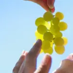 Що приховує фруктоза? Звідки береться цукор у ваших перекусах