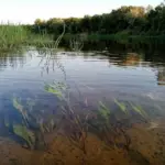 У Біловезькій пущі змінили русло річки Нарівка: навіщо це зробили