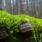 У Біловезькій пущі знайшли рідкісні для Білорусі види міксоміцетів: що це взагалі таке