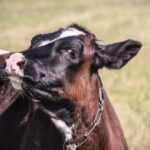Білоруські вчені виводять вітчизняну породу корів: вони будуть червоною масті та дадуть більше молока