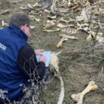На Харківщині знайдено могильник кісток тварин.