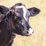 На зміну чорно-рябим: навіщо в Білорусі створюють червону породу корів