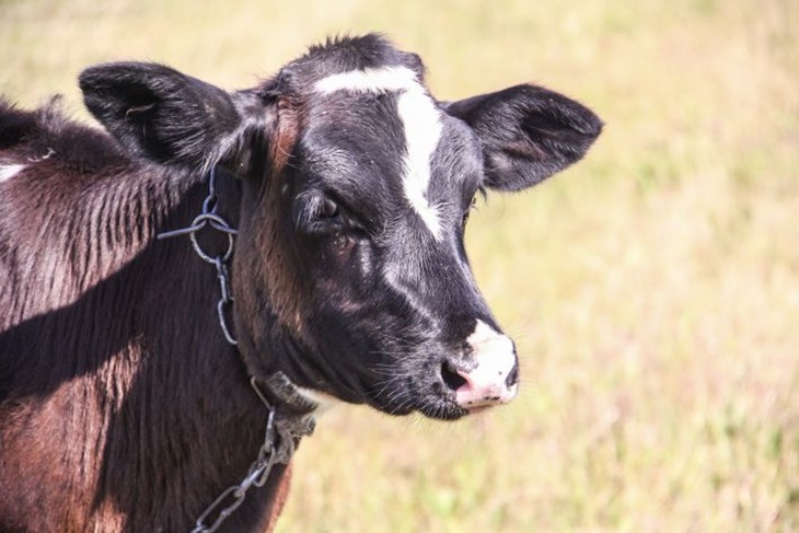 На зміну чорно-рябим: навіщо в Білорусі створюють червону породу корів