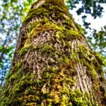 Підземні аномалії виявлено на території Біловезької пущі: навіть розкопки не потрібні