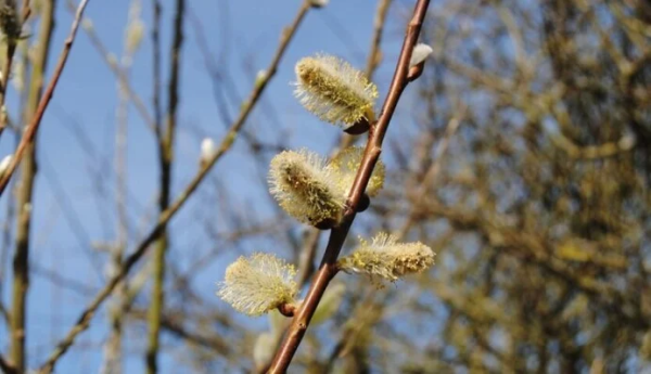 Погодні експерти оприлюднили ранній прогноз на початок весни: якою буде погода в березні