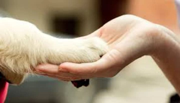 Зоопсихолог: хто це, та коли звертатися?