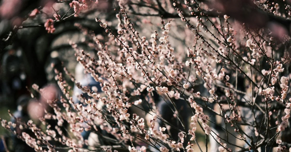 Квітневе тепло та літній травень: обнадійливий прогноз погоди на весну від синоптиків