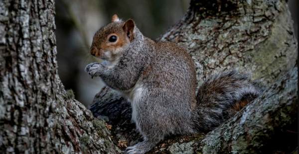 Чи буде березневе потепління: передбачення на 8 березня