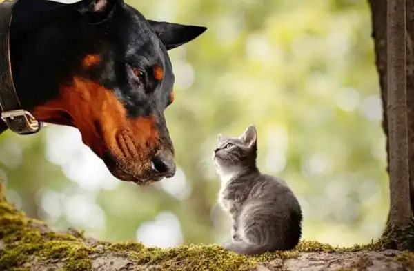 Дивний дослід із псами та котами спричинив потішний висновок
