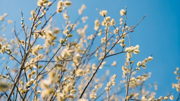 Увесь весняний метеорологічний прогноз: дата відчутного потепління