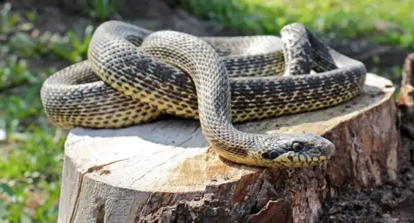 В Україні активізувалися гадюки: застереження щодо небезпечних зустрічей