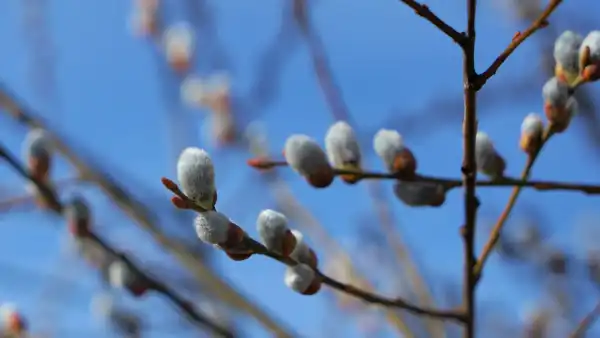 Пальмова неділя 2026: Дата святкування