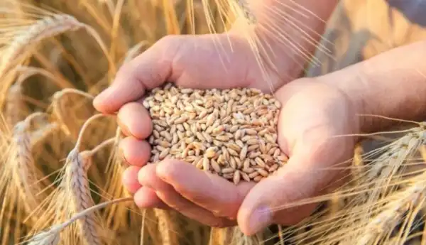 Єгипет пообіцяв не купувати зерно з захоплених Росією українських земель,&hellip;