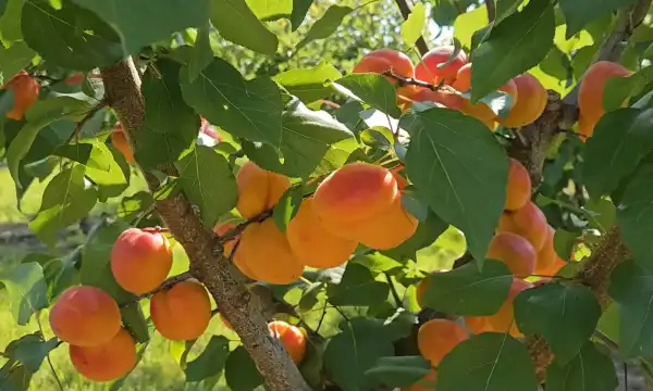 Холодна весна: як зміняться ціни на улюблені фрукти