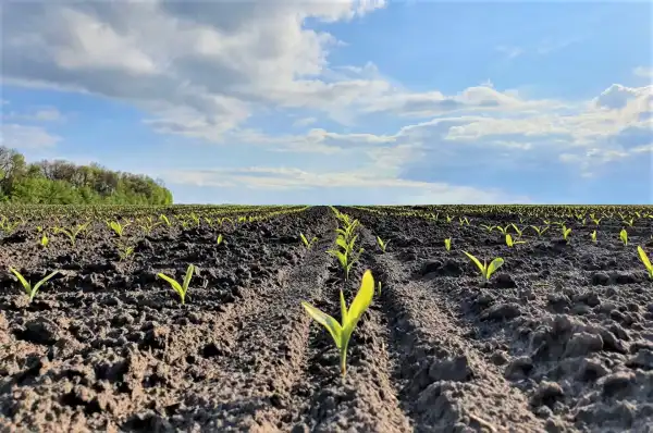 Вартість українських земельних ділянок підвищилася: яка тепер ціна гектара