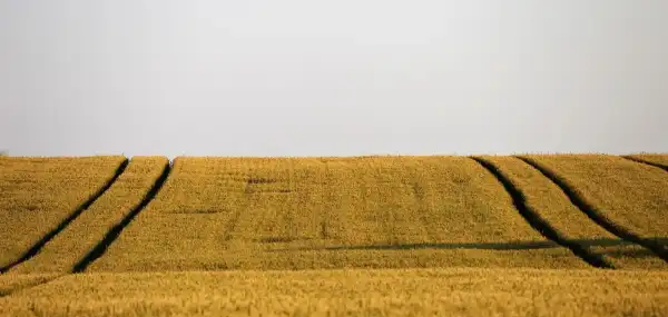 Вартість землі в Україні знову піднялася: яка ціна гектара