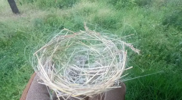 На Донеччині птахи почали застосовувати залишки оптоволокна від дронів для спорудження своїх гнізд.