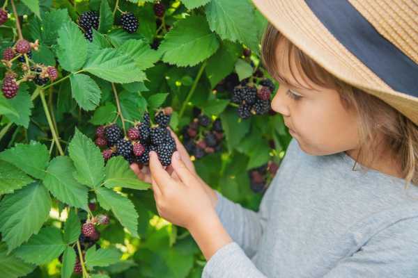 8 продуктів, які містять значно більше магнію, ніж ожина